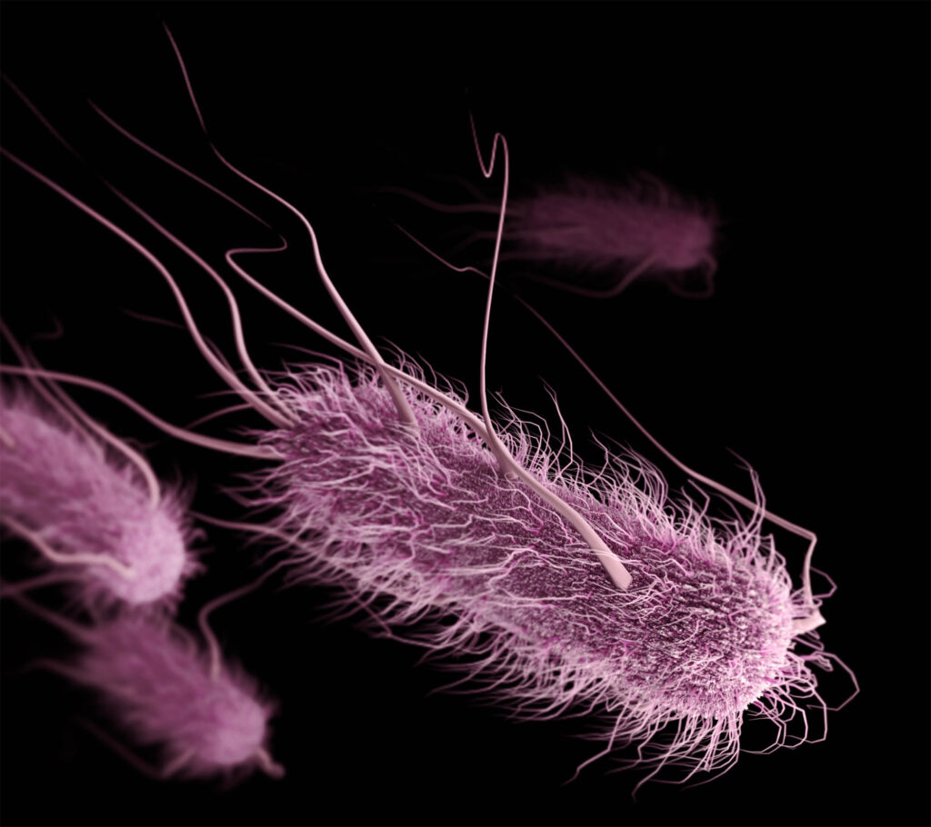 Header image of the event. It shows an Image of E. coli bacteria, based on SEM imagery by Alissa Eckert, CDC. The bacteria appear in pink colour on a black background. The bateria appear as amorphous, longitudinal bodies, with a "furry" surface with long, tentacle-like structures extending.