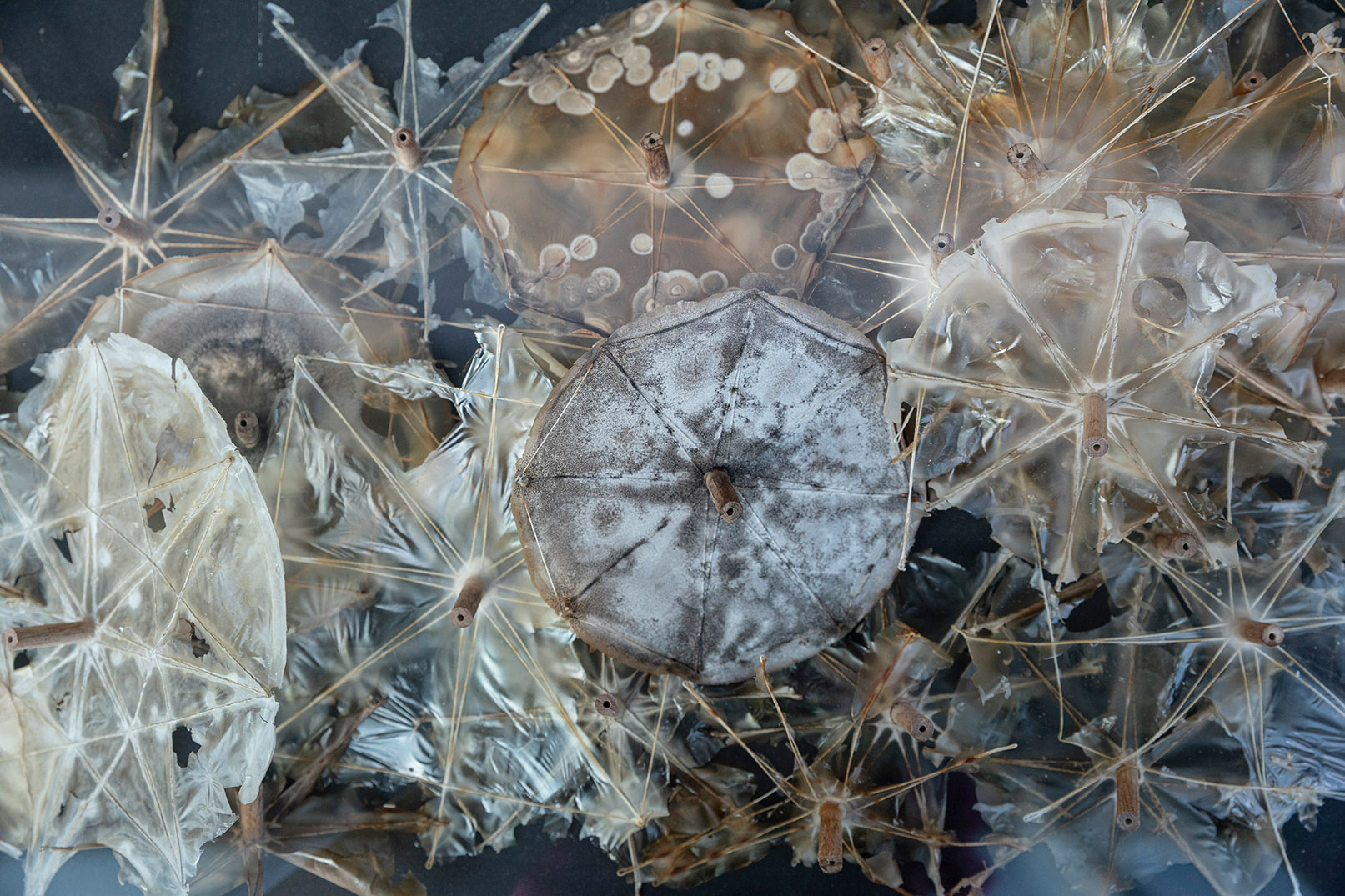 This images shows a detail of the installation of Co-Weaving Biofilms research groups. Bacteria colonies have formed greyish "parasol"-like biofilms, stretched over tiny wooden frames.